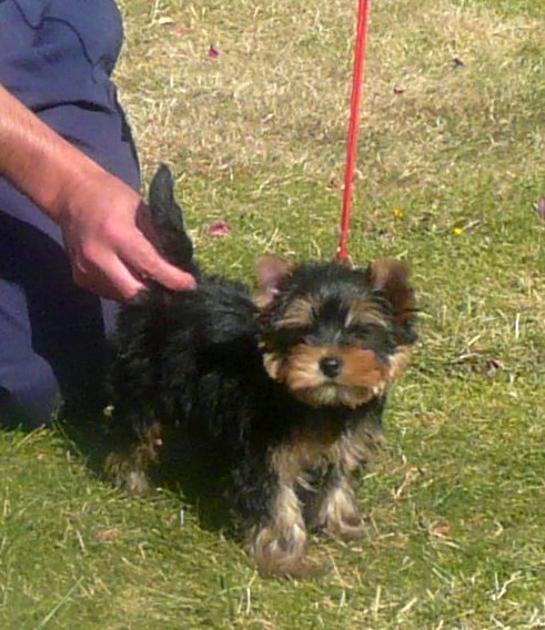Du Domaine de Briony - Yorkshire Terrier - Portée née le 23/06/2013